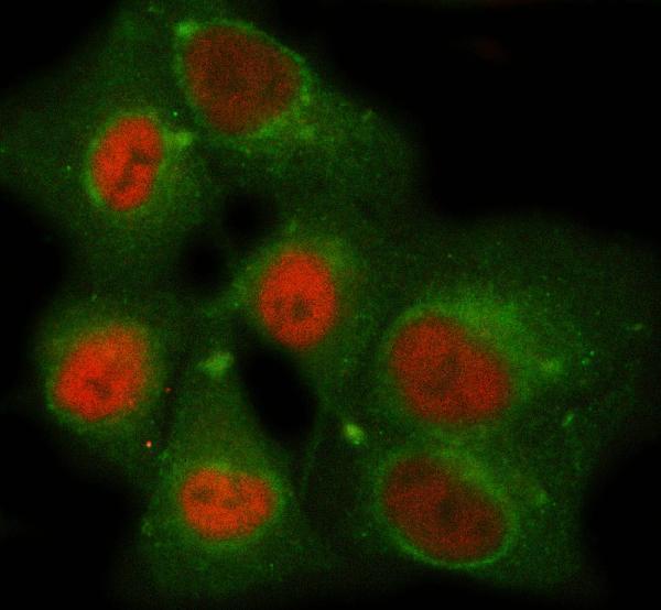 a09039 2 nemf primary antibodies if testing 2