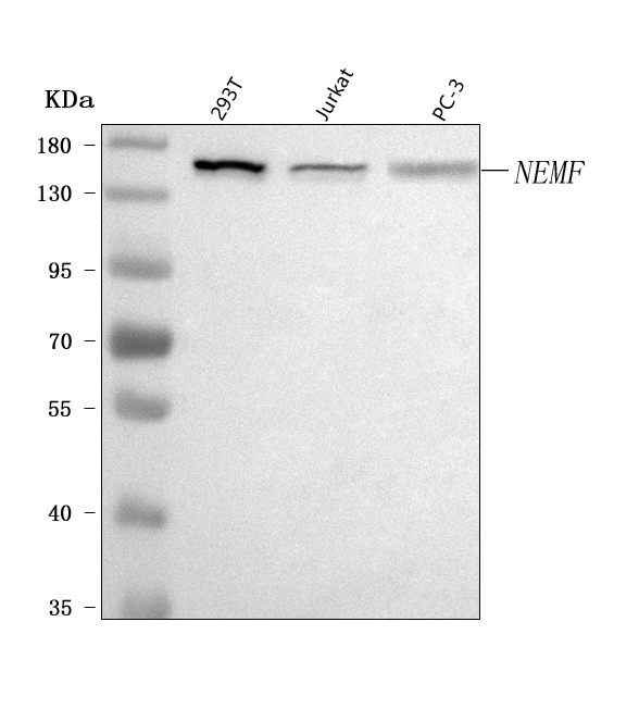 a09039 2 nemf primary antibodies wb testing 1