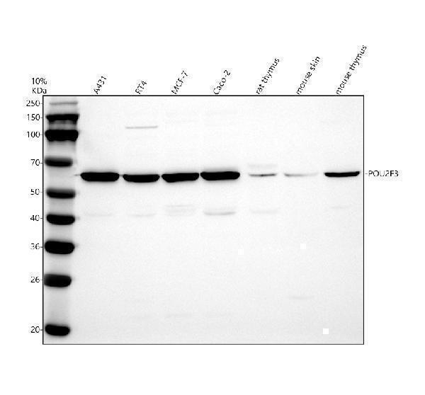 Western blot analysis of POU2F3 using anti-POU2F3 antibody (A09040-1)