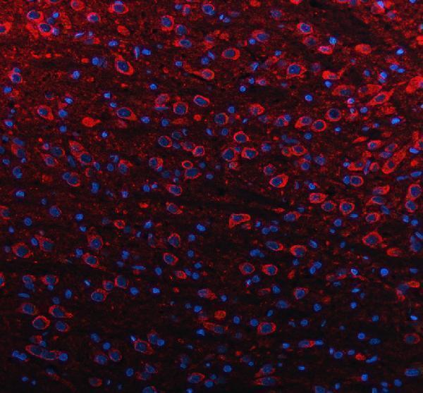 a09043 1 slc39a10 primary antibodies if testing 4