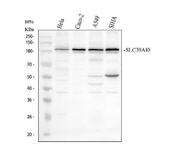 a09043 1 slc39a10 primary antibodies wb testing 1_1
