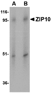 a09043 slc39a10 primary antibodies wb testing 1