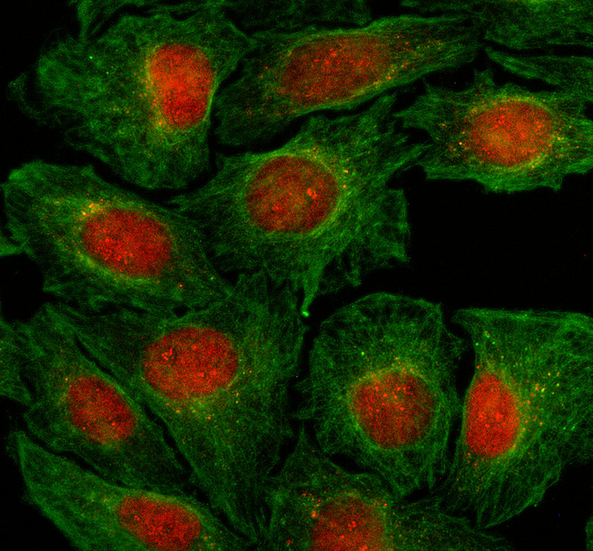 IF analysis of SCC4/MAU2 using anti-SCC4/MAU2 antibody (A09045-1) and anti-Alpha Tubulin antibody (M03989-3)