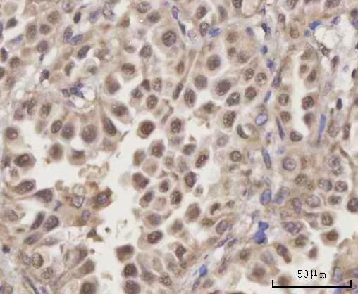  IHC analysis of SCLY using anti-SCLY antibody (A09046)