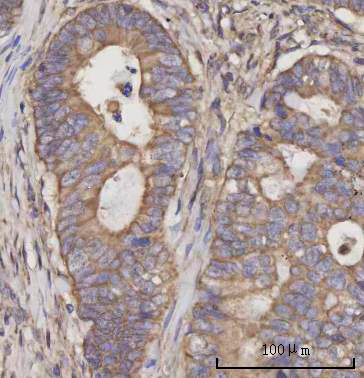  IHC analysis of SCLY using anti-SCLY antibody (A09046)