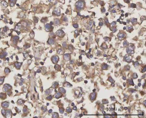 a09046 scly primary antibodies ihc testing 4