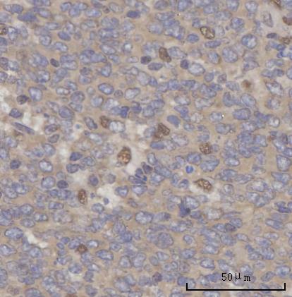 a09046 scly primary antibodies ihc testing 5