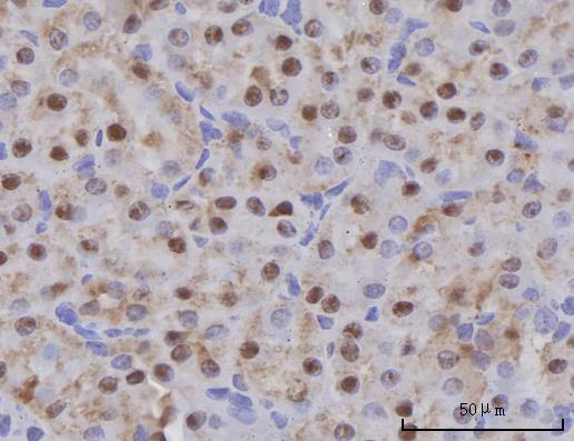 a09046 scly primary antibodies ihc testing 6