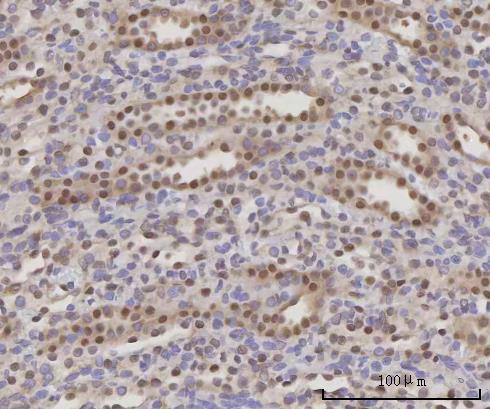 a09046 scly primary antibodies ihc testing 7