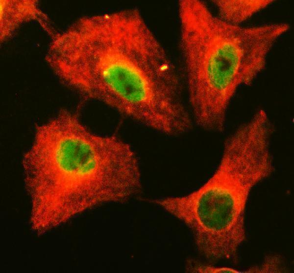 a09048 exosc5 primary antibodies if testing 1