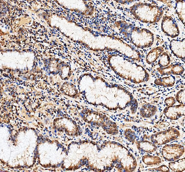 IHC analysis of EXOSC5 using anti-EXOSC5 antibody (A09048)