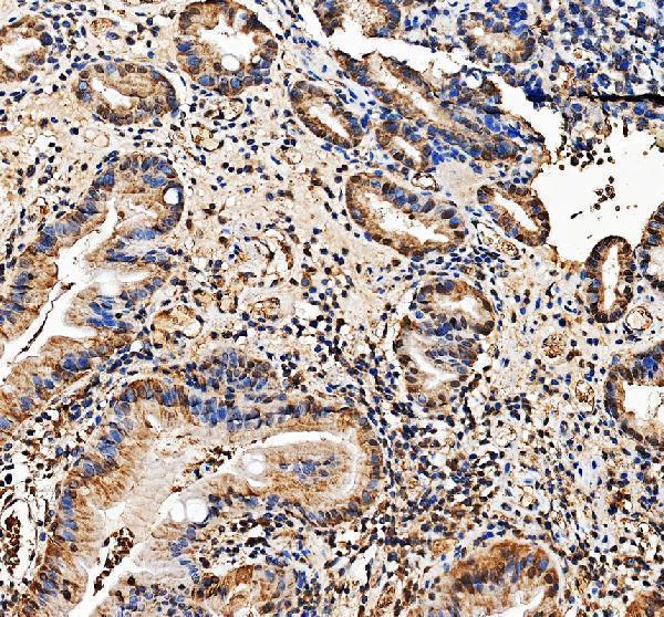 IHC analysis of EXOSC5 using anti-EXOSC5 antibody (A09048)