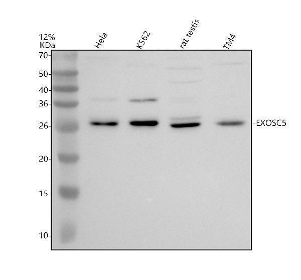Western blot analysis of EXOSC5 using anti-EXOSC5 antibody (A09048)