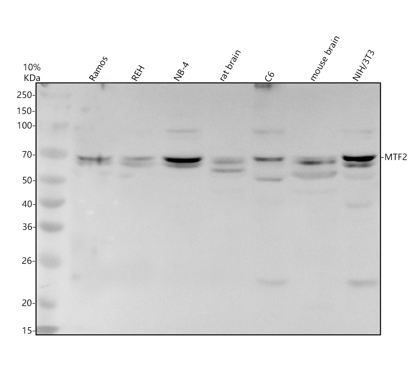 a09051 1 mtf2 primary antibodies wb testing 1