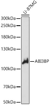 Western blot analysis of extracts of U-87MG cells, using ABI3BP antibody  at 1:1000 dilution