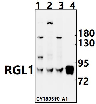 a09055 rgl1 primary antiboties wb testing 1
