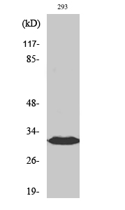 Western blotting validation for Anti-BAM32 DAPP1 Antibody A09058-1
Western Blot (WB) analysis of specific cells using BAM32 polyclonal antibody