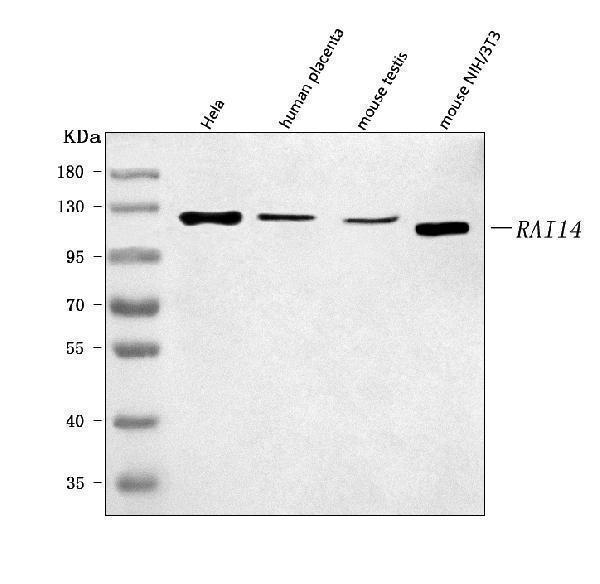 a09059 1 rai14 primary antibodies wb testing 1