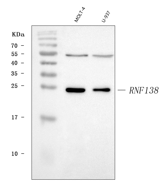 a09061 rnf138 primary antibodies wb testing 1