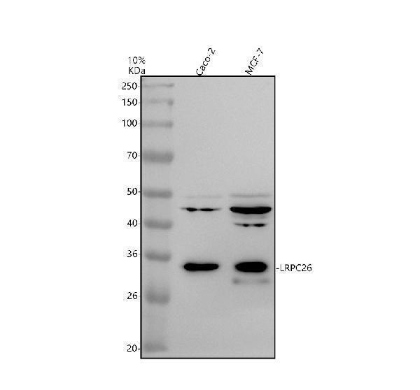a09062 1 lrrc26 primary antibodies wb testing 1