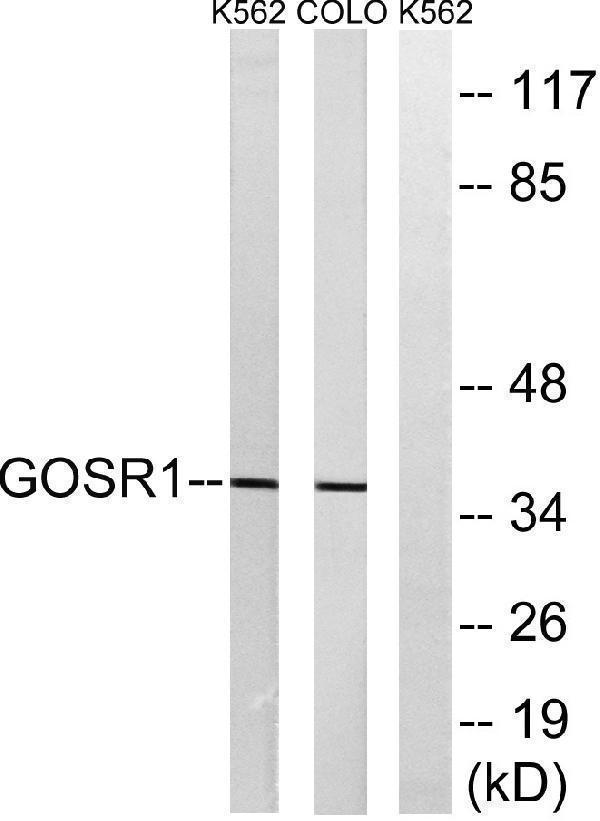 Western blot analysis of lysates from COLO and K562 cells, using GOSR1 Antibody