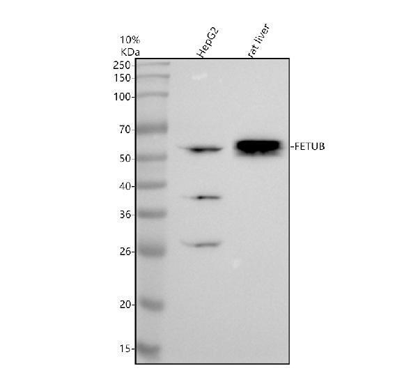 a09065 1 fetub primary antibodies wb testing 1