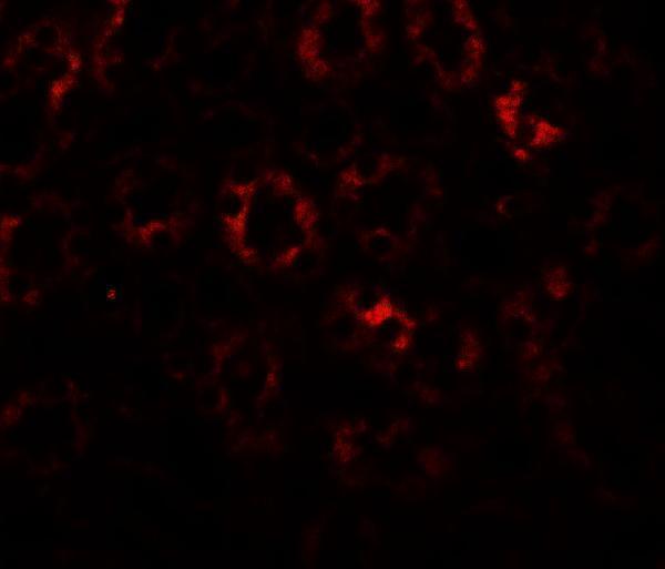 Immunofluorescence of SLC1A7 in mouse kidney tissue with SLC1A7 antibody at 20 μg/ml