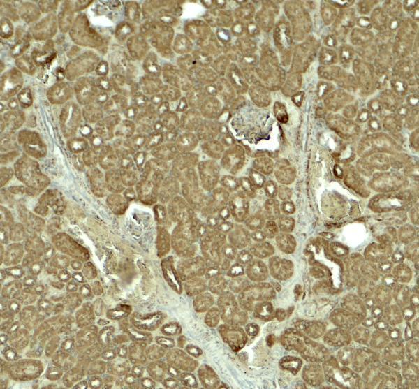 Immunohistochemistry of SLC1A7 in mouse kidney tissue with SLC1A7 antibody at 5 μg/ml