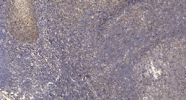 a09070 1 sept7 primary antibodies ihc testing 1