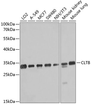 Western blot analysis of extracts of various cell lines, using CLTB antibody  at 1:1000 dilution