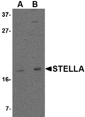Western blot analysis of Stella in 293 cell lysate with Stella antibody at (A) 1 and (B) 2 μg/mL