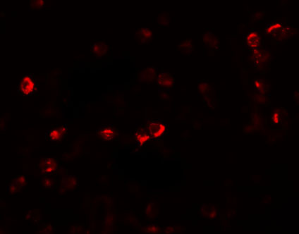 a09074 ogfod1 primary antibodies if testing 2