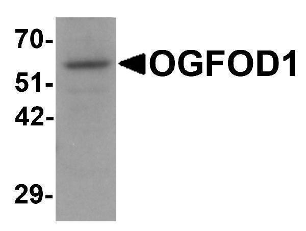 a09074 ogfod1 primary antibodies wb testing 1