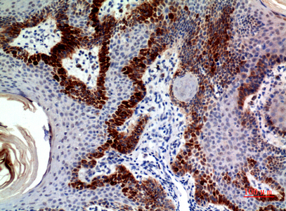 a09076 clec11a primary antibodies ihc testing 1