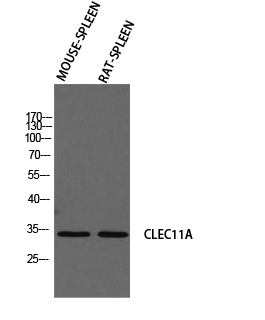 a09076 clec11a primary antibodies wb testing 2