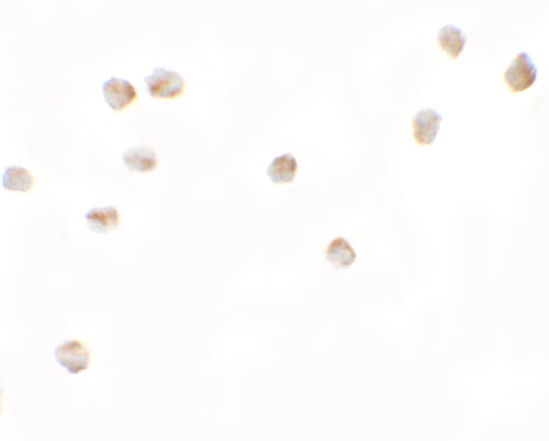 a09079 lemd2 primary antibodies icc testing 2