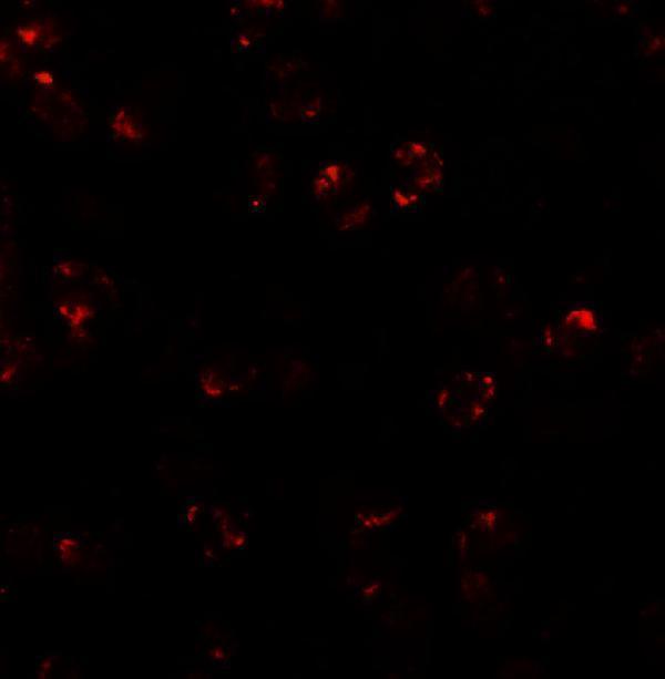 a09079 lemd2 primary antibodies if testing 3