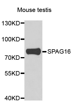 a09080 spag16 primary antiboties wb testing 1