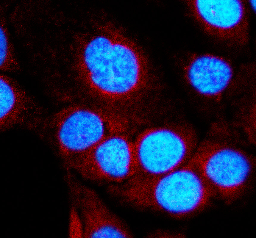 a09081 1 lrrc7 primary antibodies if testing 1