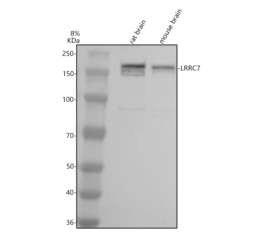 a09081 1 lrrc7 primary antibodies wb testing 1