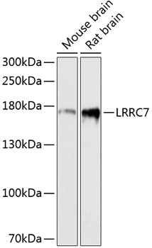 a09081 lrrc7 primary antiboties wb testing 1