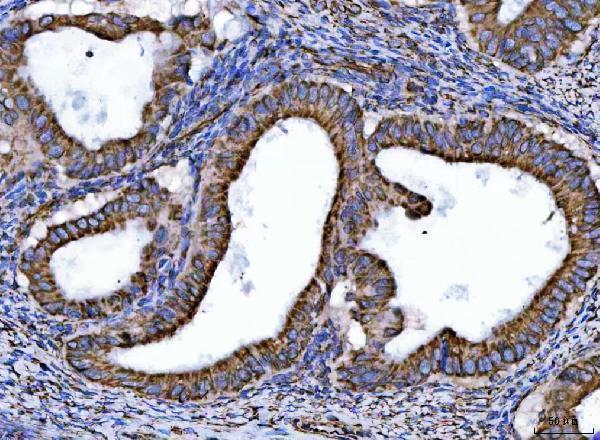 a09082 2 ndufs6 primary antibodies ihc testing 4