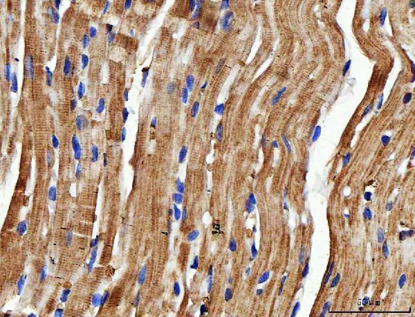 a09082 2 ndufs6 primary antibodies ihc testing 5