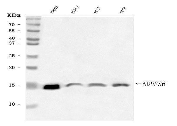 a09082 2 ndufs6 primary antibodies wb testing 1