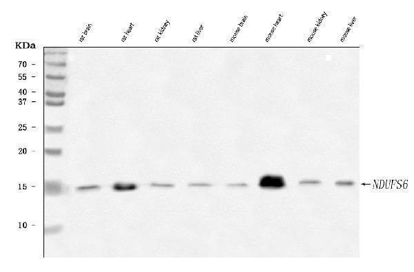 a09082 2 ndufs6 primary antibodies wb testing 2