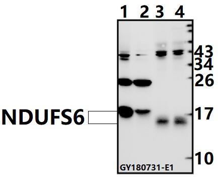 a09082 ndufs6 primary antiboties wb testing 1