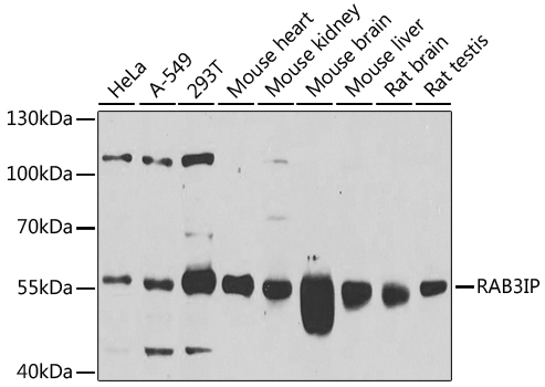 a09085 1 rab3ip primary antiboties wb testing 1