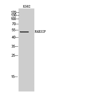 Western Blot (WB) analysis of K562 cells using RAB3IP Polyclonal antibody