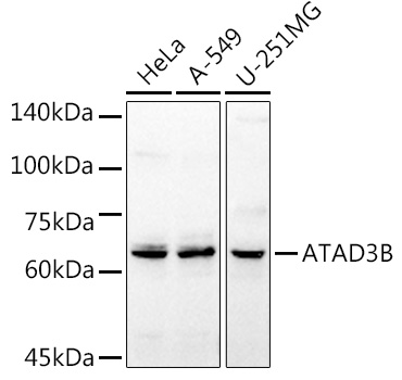 Western blot analysis of extracts of various cell lines, using ATAD3B antibody  at 1:1000 dilution