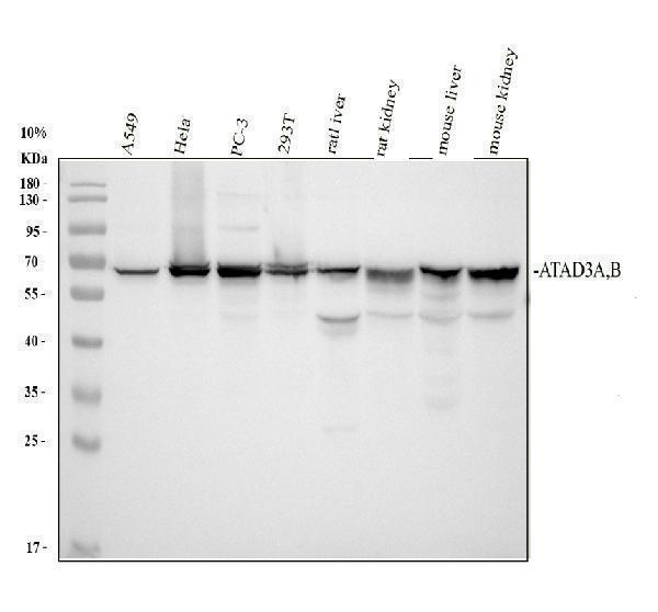 Western blot analysis of ATAD3A/B using anti-ATAD3A/B antibody (A09088-2)